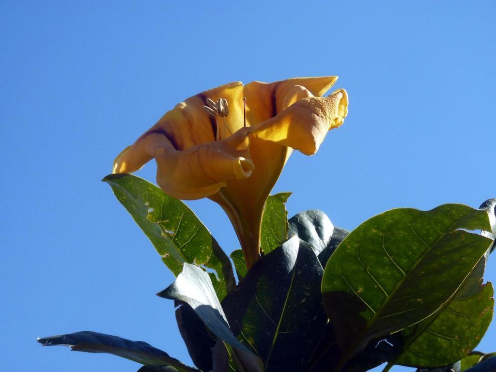 Sea Side Solandra Lägenhet Praiano Exteriör bild